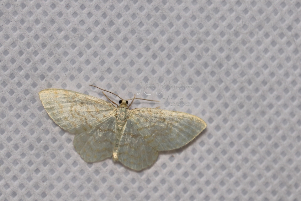 Asthena albulata - gyertyán-fehéraraszoló