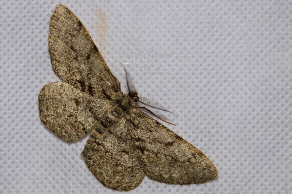 Hypomecis roboraria - nagy tölgyfaaraszoló