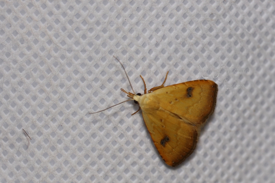 Rivula sericealis - selymes lórombagoly