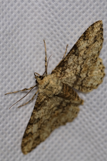 Ascotis selenaria - holdas faaraszoló