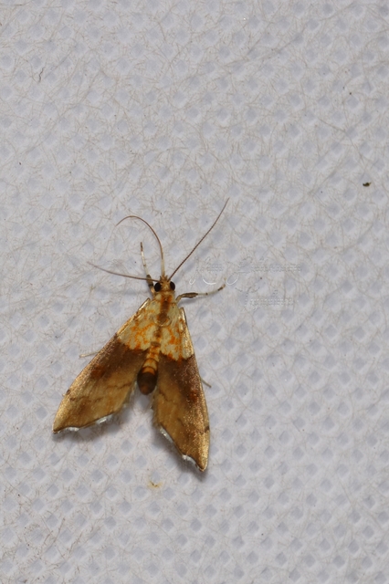 Agrotera nemoralis - ligeti tűzmoly