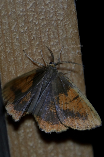 Angerona prunaria - sárga kökényaraszoló