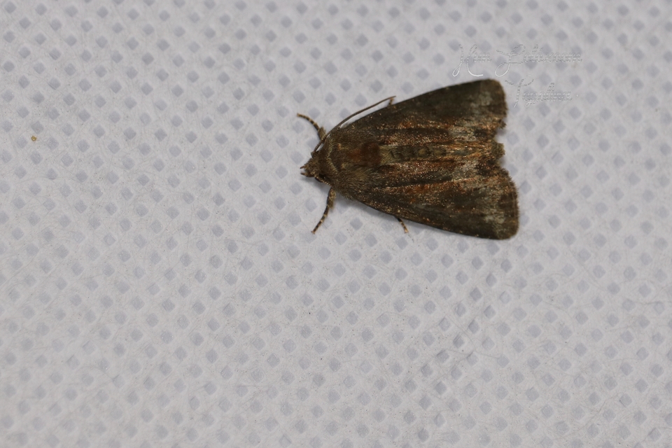 Oligia strigilis/latruncula/versicolor