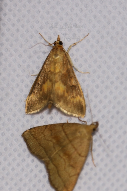Ostrinia nubilalis - kukoricamoly
