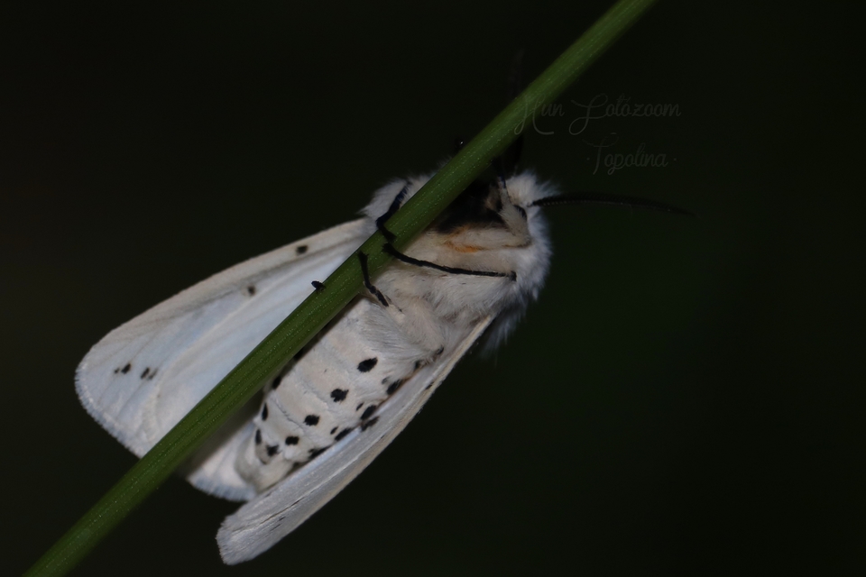 Spilosoma lubricipedum/urticae