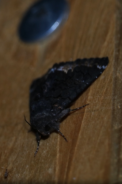 Catephia alchymista - fekete övesbagoly