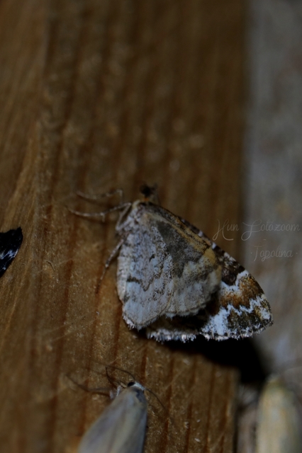 Electrophaes corylata - mogyoró-araszoló