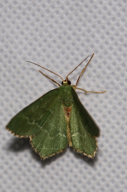 Hemithea aestivaria - nyír-zöldaraszoló