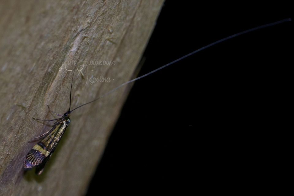 Nemophora degeerella - pompás tőrösmoly