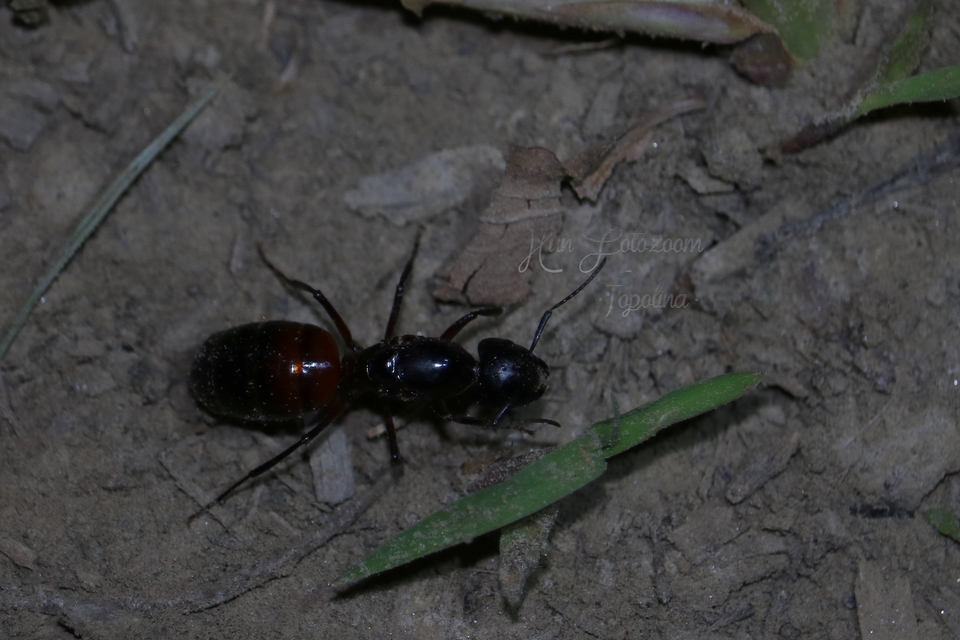 Camponotus ligniperda - faodvasító lóhangya