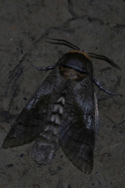 Cossus cossus - fűzfarontólepke
