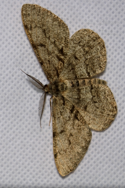 Hypomecis roboraria - nagy tölgyfaaraszoló