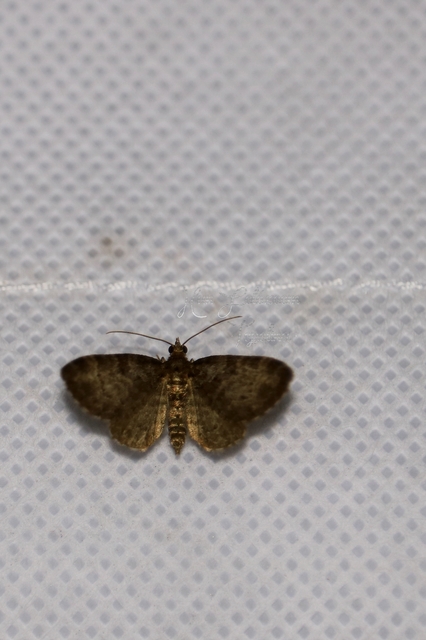 Pasiphila chloerata - hamvas törpearaszoló