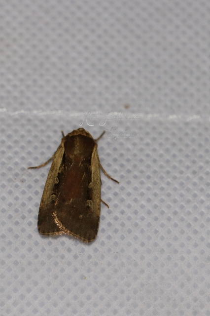 Ochropleura plecta - fehérszegélyű fűbagoly