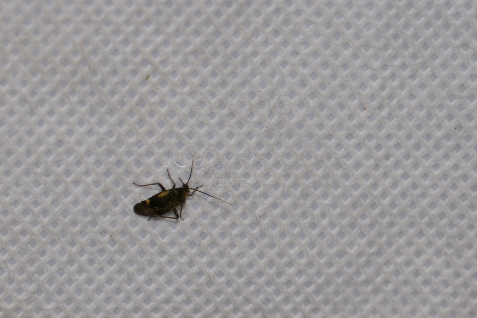 Polymerus Polymerus