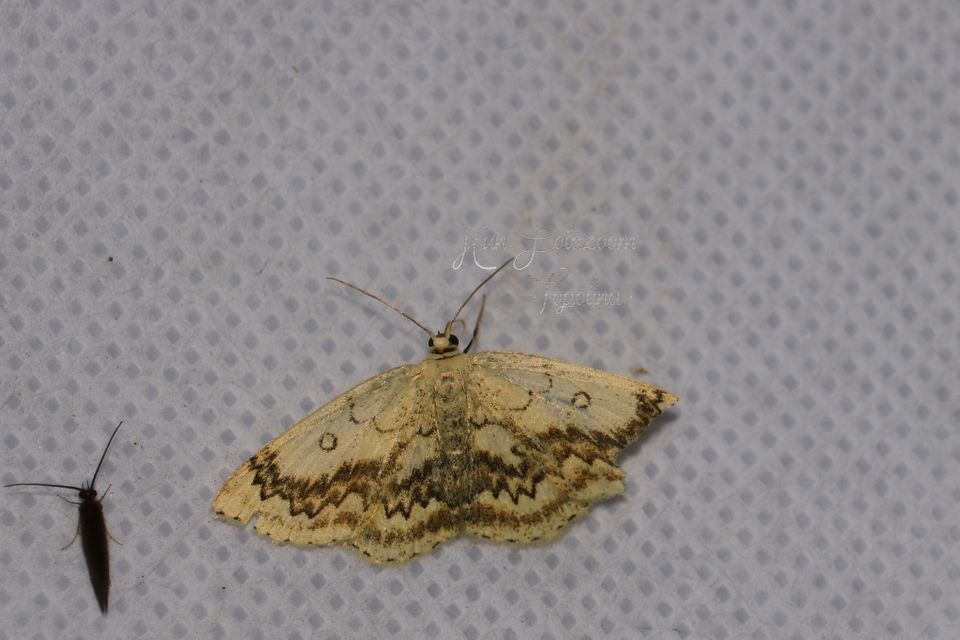 Cyclophora annularia - gyűrűs pettyesaraszoló