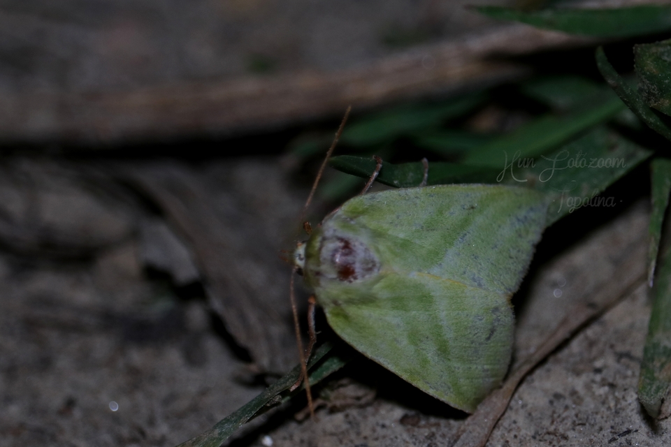 Pseudoips prasinana - bükkfa-zöldbagoly