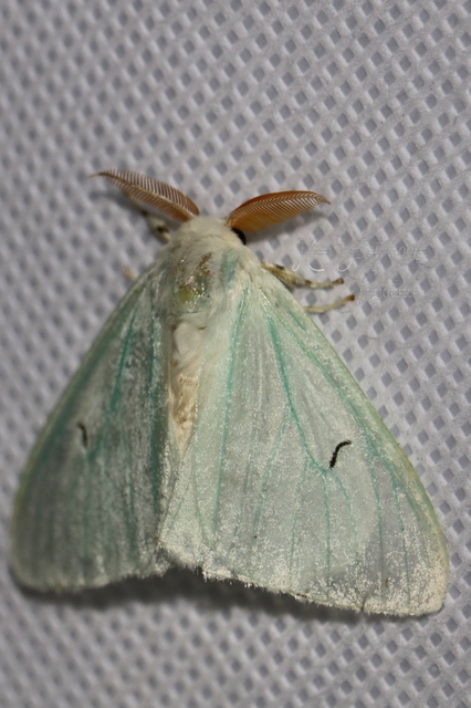 Arctornis l-nigrum - L-betűs gyapjaslepke