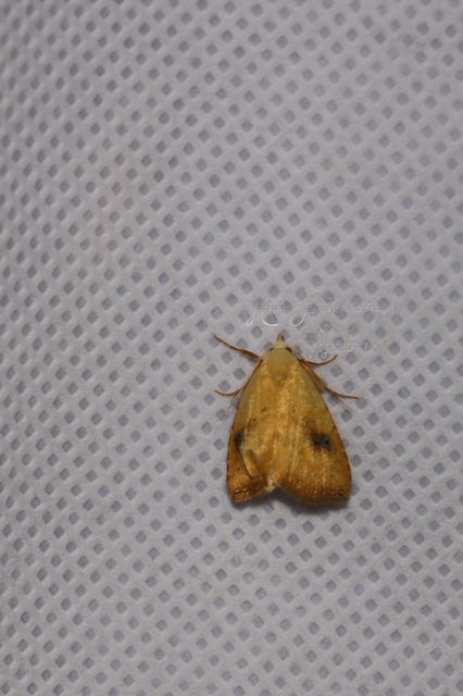 Rivula sericealis - selymes lórombagoly