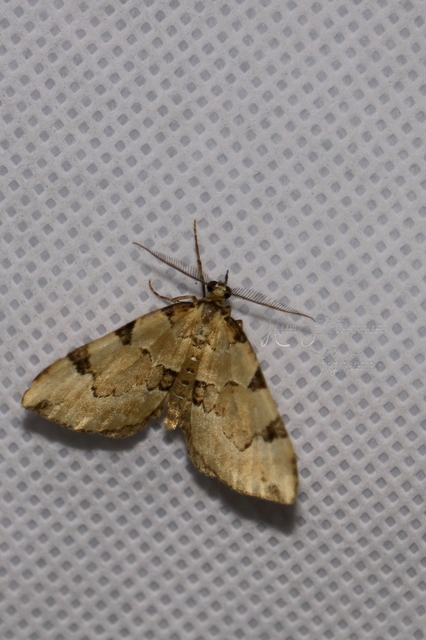 Colostygia pectinataria - zöld levélaraszoló