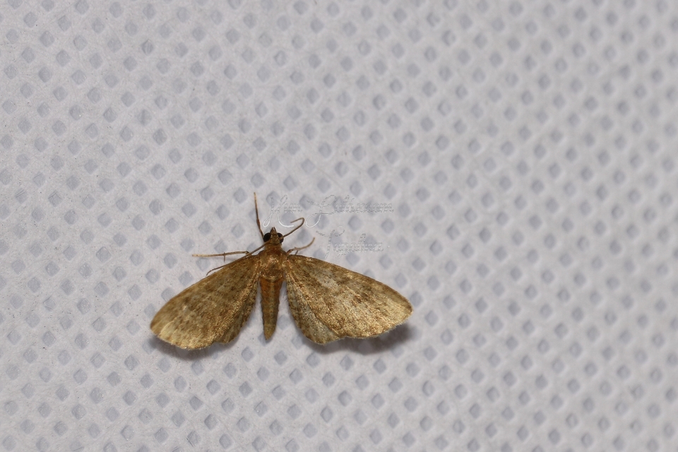 Eupithecia haworthiata - rozsdástestű törpearaszoló