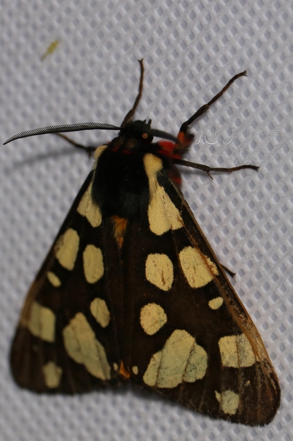 Arctia villica - fekete medvelepke