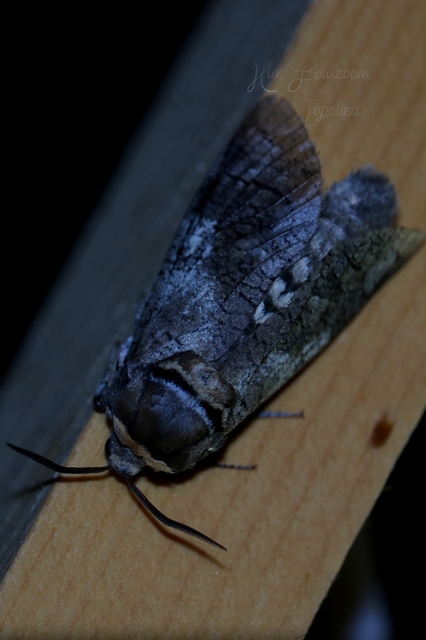 Cossus cossus - fűzfarontólepke