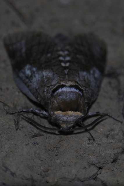 Cossus cossus - fűzfarontólepke