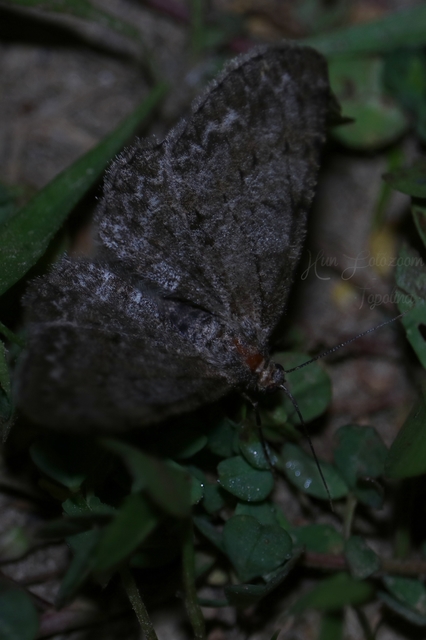 Ectropis crepuscularia - avararaszoló