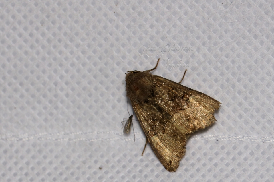 Euplexia lucipara - szeder-csipkésbagoly