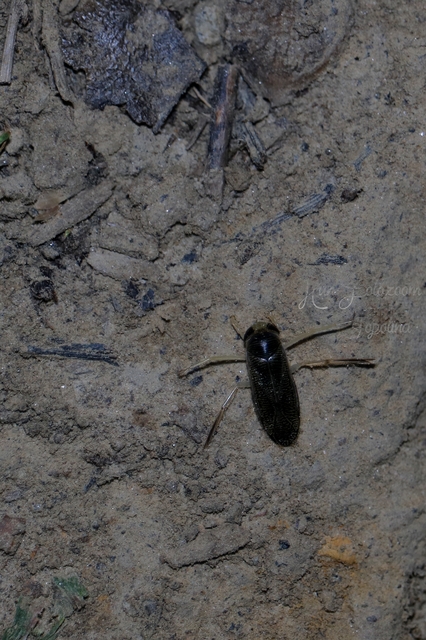 Corixidae - búvárpoloskák Corixidae - búvárpoloskák