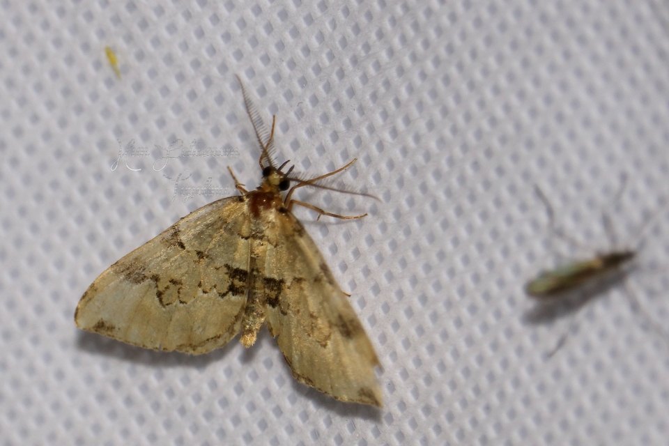 Colostygia pectinataria - zöld levélaraszoló