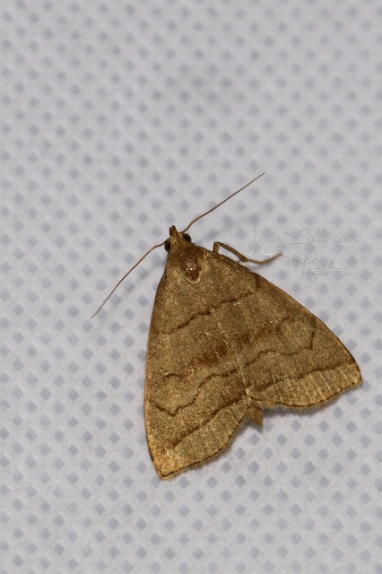 Herminia tarsicrinalis - szőröslábú karcsúbagoly