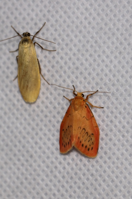 Miltochrista miniata - piros medvelepke