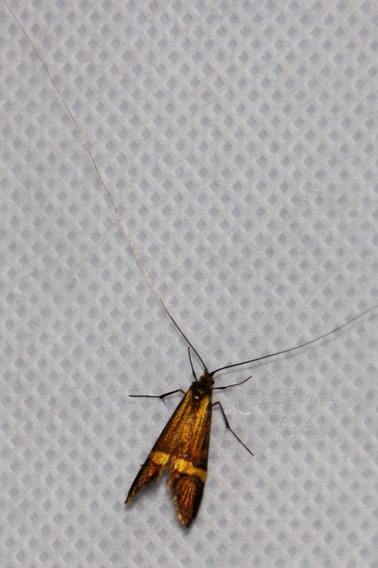 Nemophora degeerella - pompás tőrösmoly