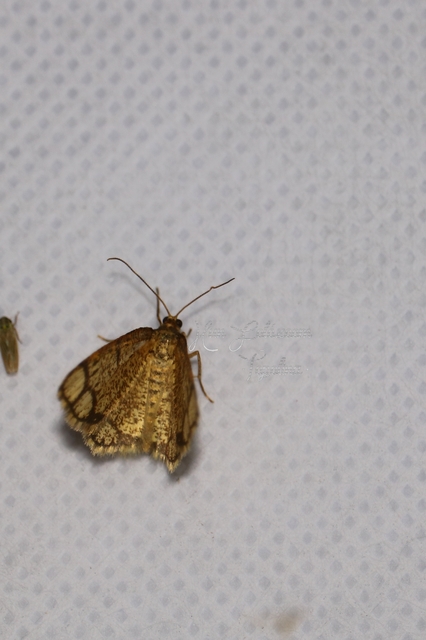 Stegania cararia - gyűrűs nyáraraszoló