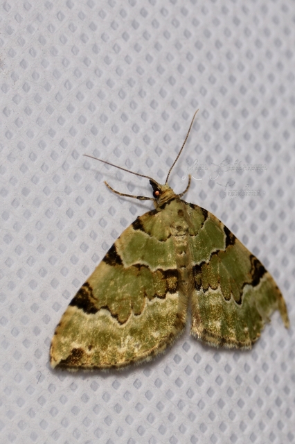 Colostygia pectinataria - zöld levélaraszoló