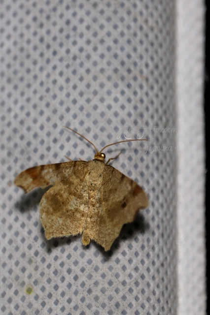 Macaria alternata - közönséges szürkearaszoló