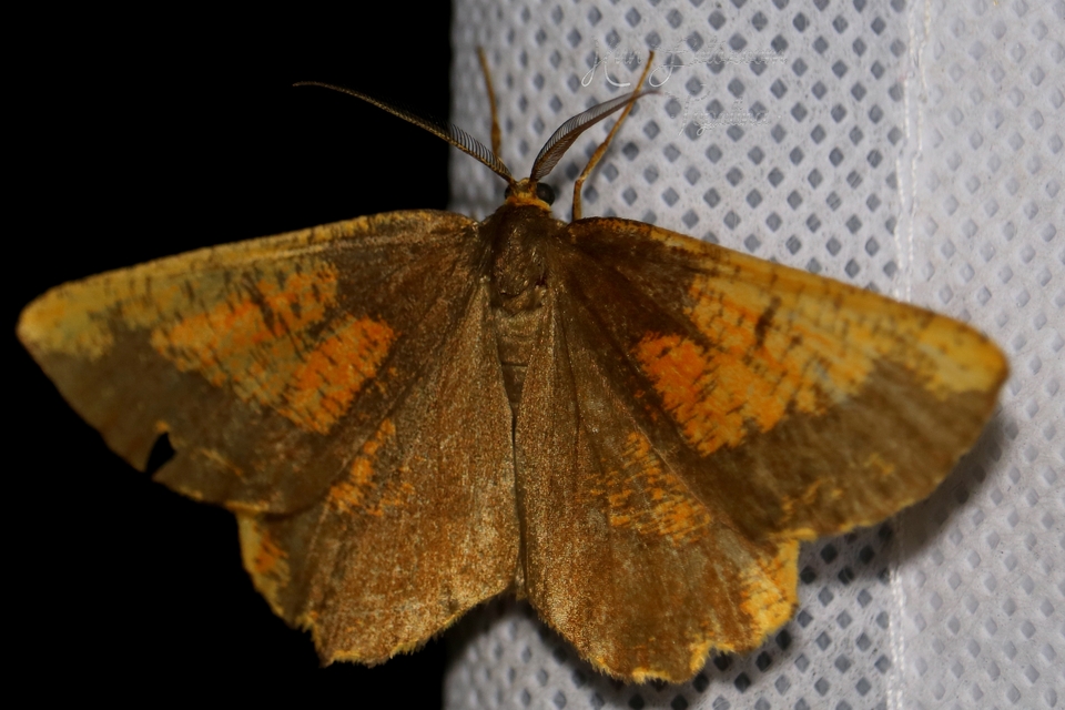 Angerona prunaria - sárga kökényaraszoló