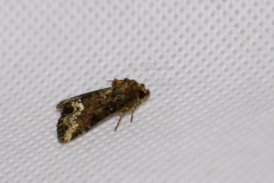 Oligia strigilis - kormos dudvabagoly