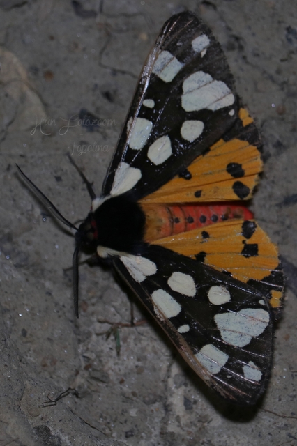 Arctia villica - fekete medvelepke