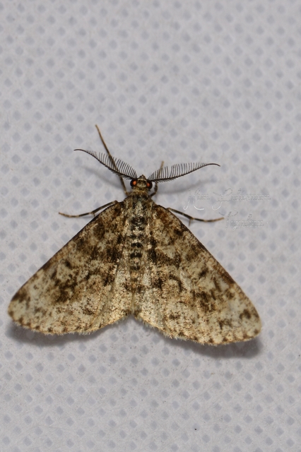 Fagivorina arenaria - bükkfaaraszoló