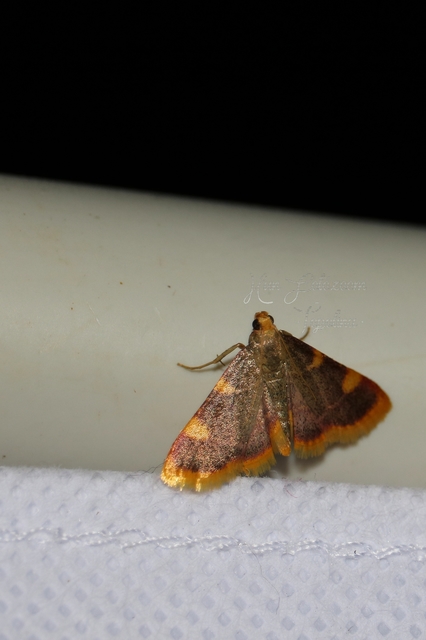 Hypsopygia costalis - szénailonca