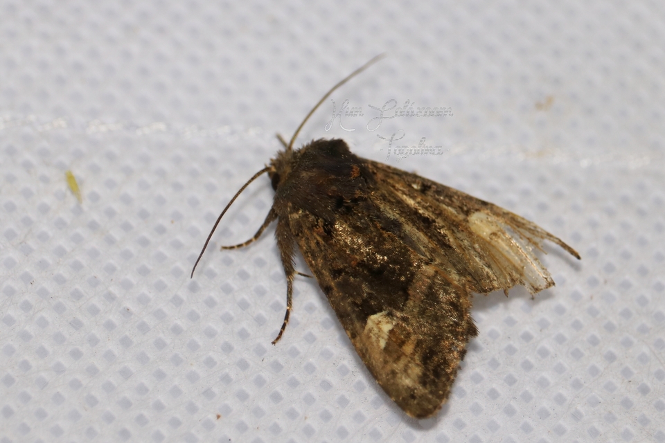 Euplexia lucipara - szeder-csipkésbagoly