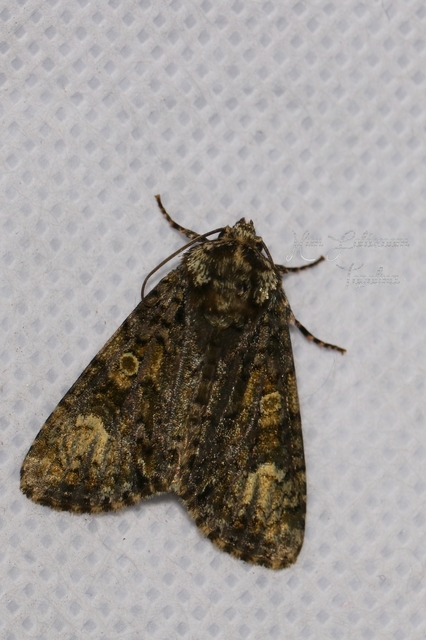 Craniophora ligustri - fagyalbagoly