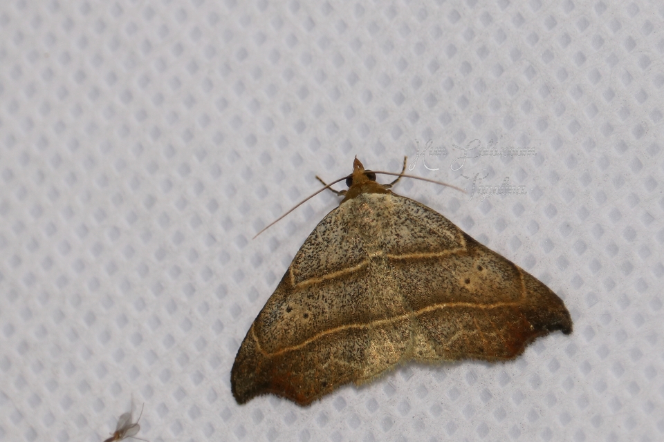 Laspeyria flexula - zuzmóbagoly