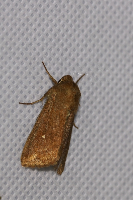 Mythimna albipuncta - fehérpettyes rétibagoly