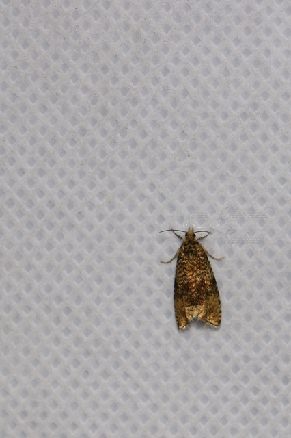 Celypha lacunana - vízparti tükrösmoly