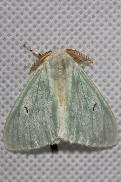 Arctornis l-nigrum - L-betűs gyapjaslepke