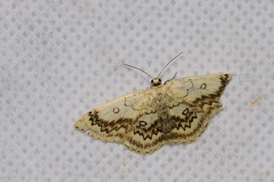 Cyclophora annularia - gyűrűs pettyesaraszoló
